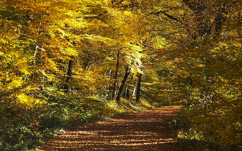Forêt de Tronçais